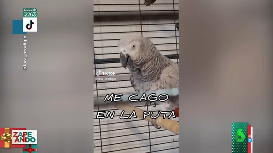 Conoce a Lora, el loro que habla y que insulta cuando se le desobedece Conoce a Lora, el loro que habla y que insulta cuando se le desobedece