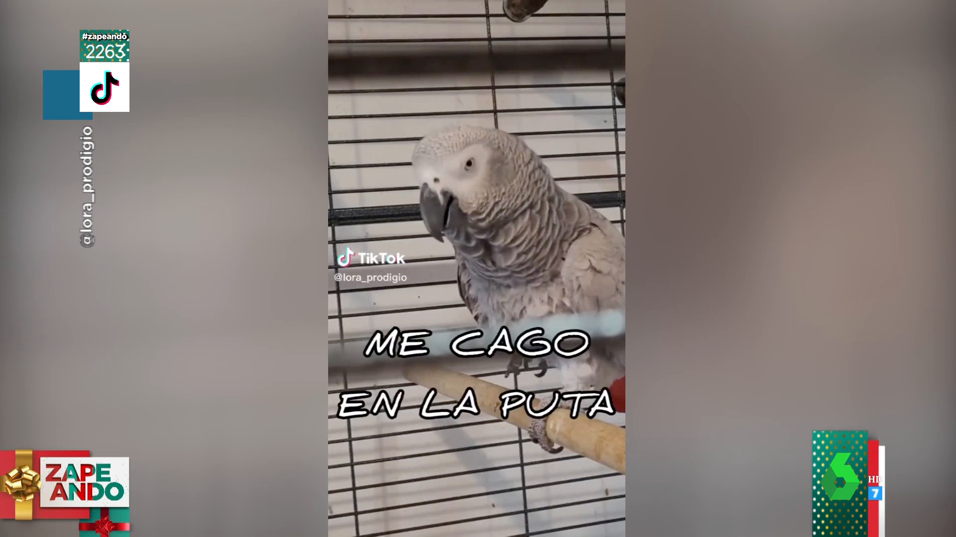 Conoce a Lora, el loro que habla y que insulta cuando se le desobedece:  