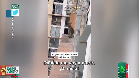 La angustia viral de una chica al ver cómo su gato pasea por la cornisa del edificio: "¡Se va a suicidar!"  La angustia viral de una chica al ver cómo su gato pasea por la cornisa del edificio: "¡Se va a suicidar!"