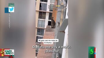 La angustia viral de una chica al ver cómo su gato pasea por la cornisa del edificio: "¡Se va a suicidar!" 
