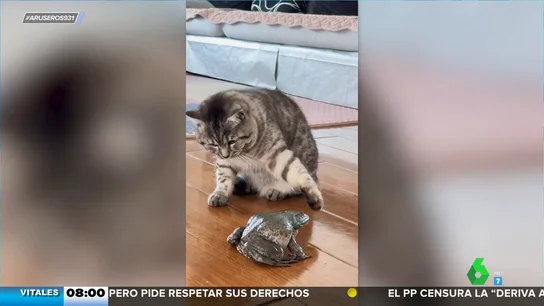 El vídeo que demuestra que una rana puede imitar el maullido de un gato El vídeo que demuestra que una rana puede imitar el maullido de un gato