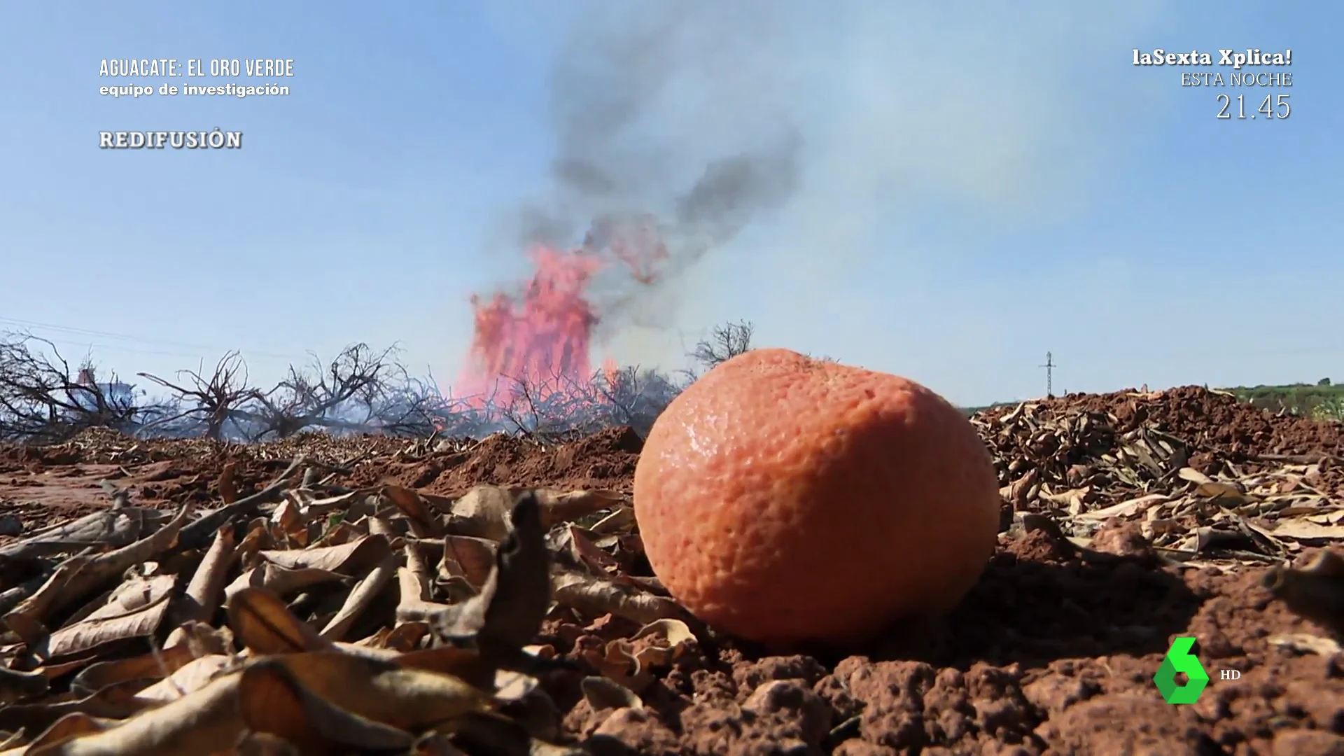 El negocio de la naranja agoniza frente al aguacate: "Puedes facturar 30.000 euros por hectárea"