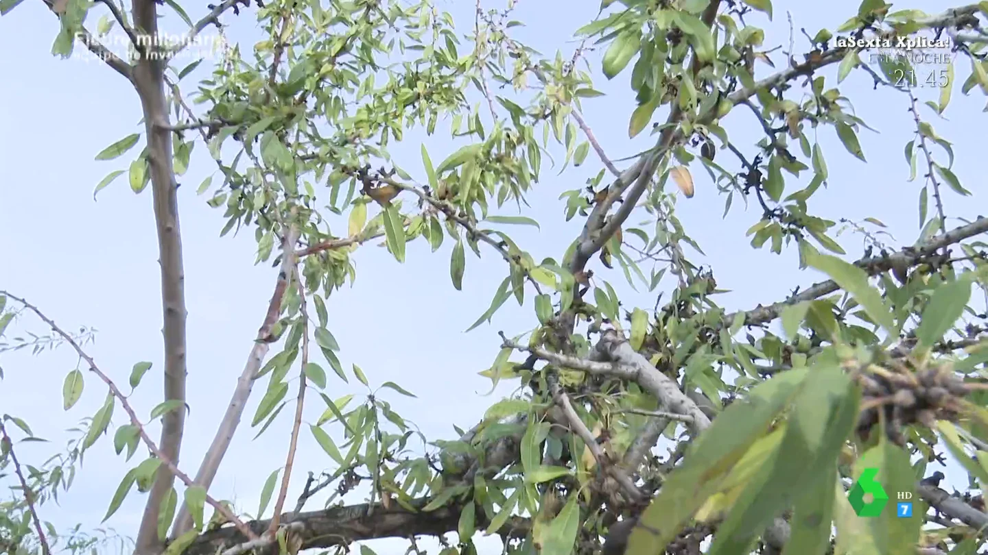 La almendra ya cotiza en bolsa: su precio de oro le convierte en el tercer producto más robado del campo La almendra ya cotiza en bolsa: su precio de oro le convierte en el tercer producto más robado del campo