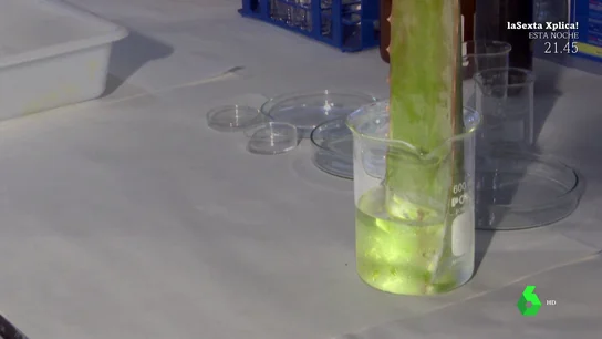 La advertencia de los especialistas sobre los supuestos de aloe vera que pueden provocar "daños en el ADN y cáncer" La advertencia de los especialistas sobre los supuestos de aloe vera que pueden provocar "daños en el ADN y cáncer"