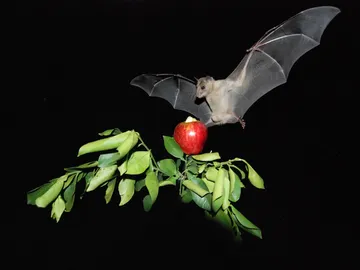 Drones para salvar a los murcielagos de las aspas en los parques eolicos Drones para salvar a los murcielagos de las aspas en los parques eolicos