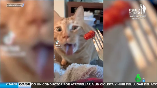 La divertida reacción de este gato cuando le ofrecen comida que no le gusta La divertida reacción de este gato cuando le ofrecen comida que no le gusta