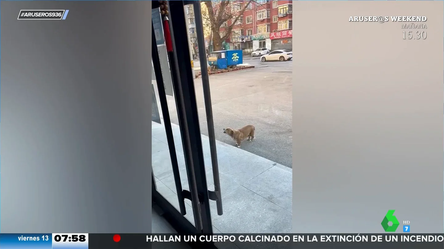 Un perro rencoroso va cada día a la puerta del veterinario que le puso una inyección para ladrarle Un perro rencoroso va cada día a la puerta del veterinario que le puso una inyección para ladrarle