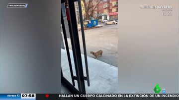 Un perro rencoroso va cada día a la puerta del veterinario que le puso una inyección para ladrarle