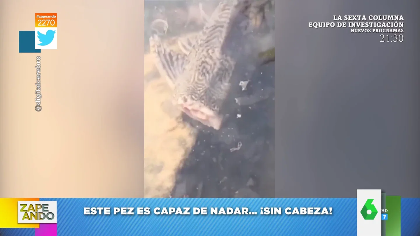 El vídeo viral de un pez que es capaz de nadar sin cabeza: "Da asco y miedo" El vídeo viral de un pez que es capaz de nadar sin cabeza: "Da asco y miedo"