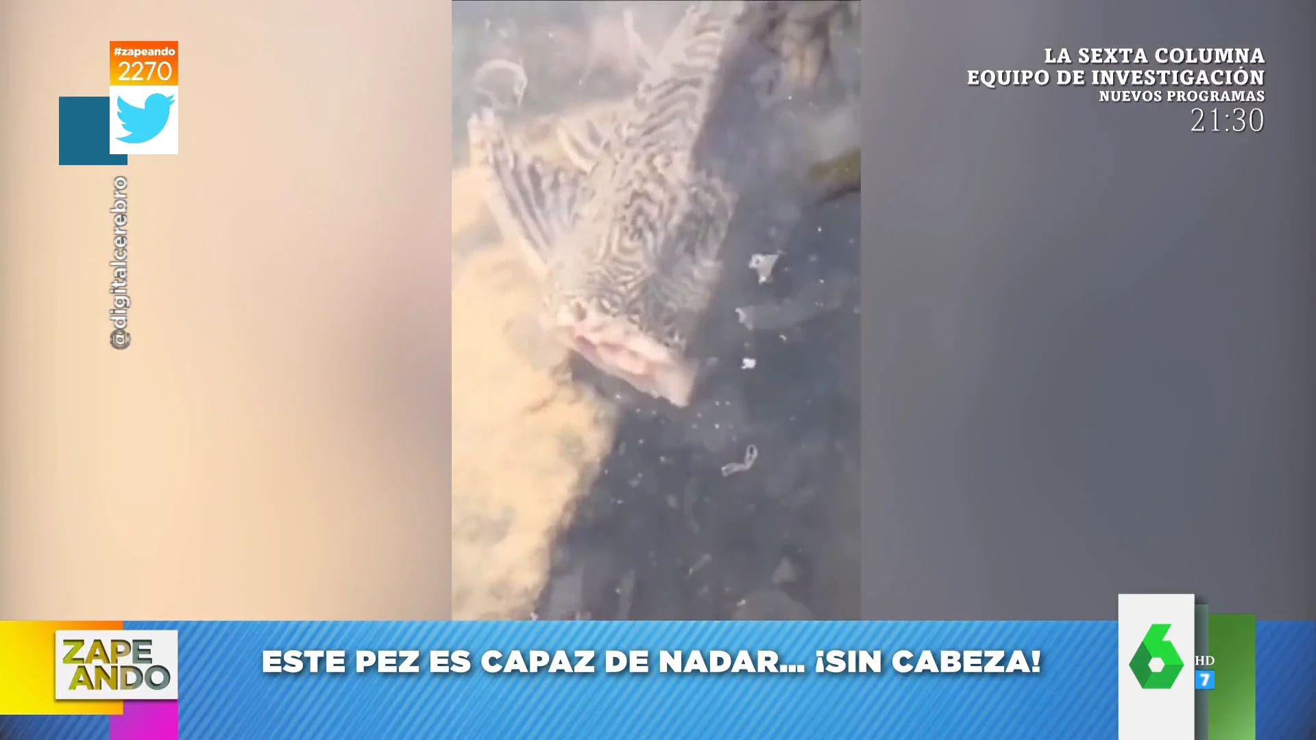 El vídeo viral de un pez que es capaz de nadar sin cabeza: "Da asco y miedo" 