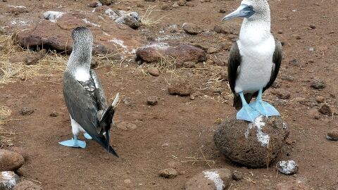 Piqueteros de patas azules
