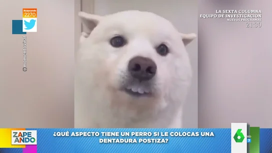La cómica imagen de un perro al que su dueño le ha puesto dentadura postiza La cómica imagen de un perro al que su dueño le ha puesto dentadura postiza