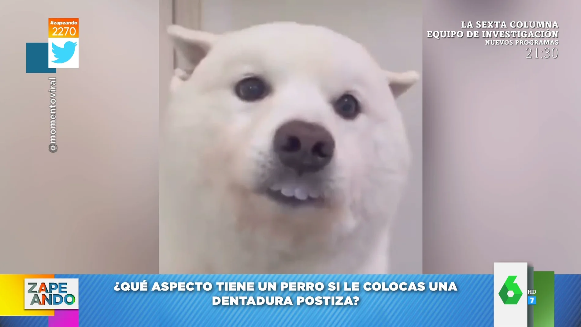 La cómica imagen de un perro al que su dueño le ha puesto dentadura postiza