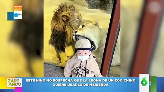 El viral de cómo una leona intenta comerse la cabeza de un niño en un zoo El viral de cómo una leona intenta comerse la cabeza de un niño en un zoo