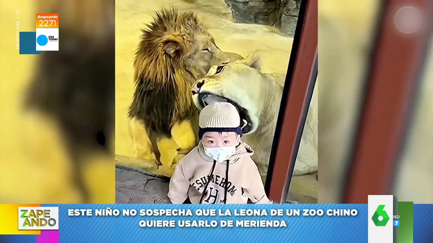 El viral de cómo una leona intenta comerse la cabeza de un niño en un zoo El viral de cómo una leona intenta comerse la cabeza de un niño en un zoo