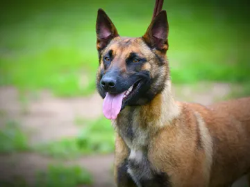 Pastor belga malinois Pastor belga malinois