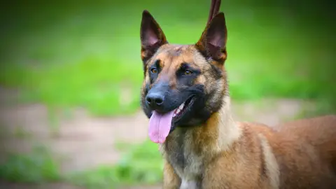 Pastor belga malinois Pastor belga malinois