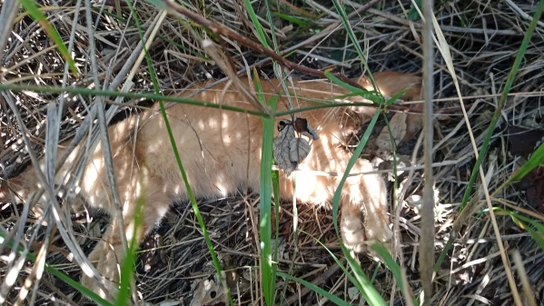 Imagen difundida por las autoridades de uno de los gatos envenenados. Imagen difundida por las autoridades de uno de los gatos envenenados.