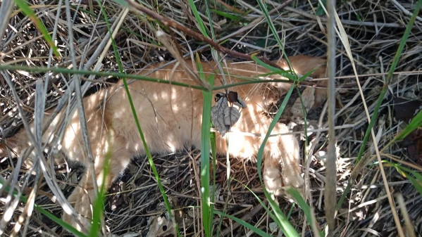 Imagen difundida por las autoridades de uno de los gatos envenenados.