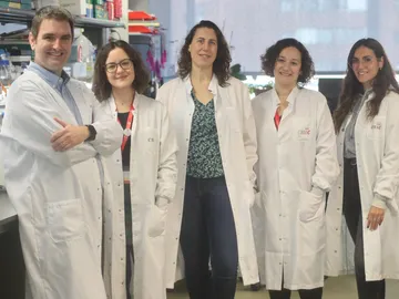 Hallan una proteina que protege contra la enfermedad cardiovascular Hallan una proteina que protege contra la enfermedad cardiovascular