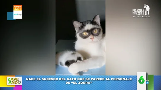 Este es el gato enmascarado que se parece al personaje de El Zorro que enamora a las redes Este es el gato enmascarado que se parece al personaje de El Zorro que enamora a las redes