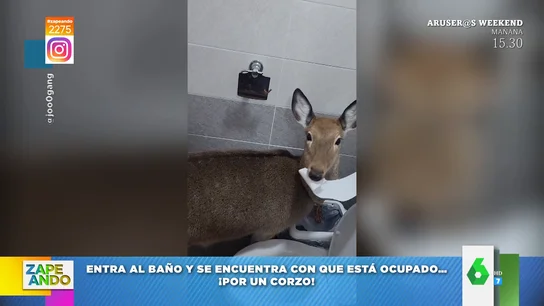 Un hombre entra a un baño público y esto es lo que se encuentra: ¡un corzo comiendo papel higiénico! Un hombre entra a un baño público y esto es lo que se encuentra: ¡un corzo comiendo papel higiénico!