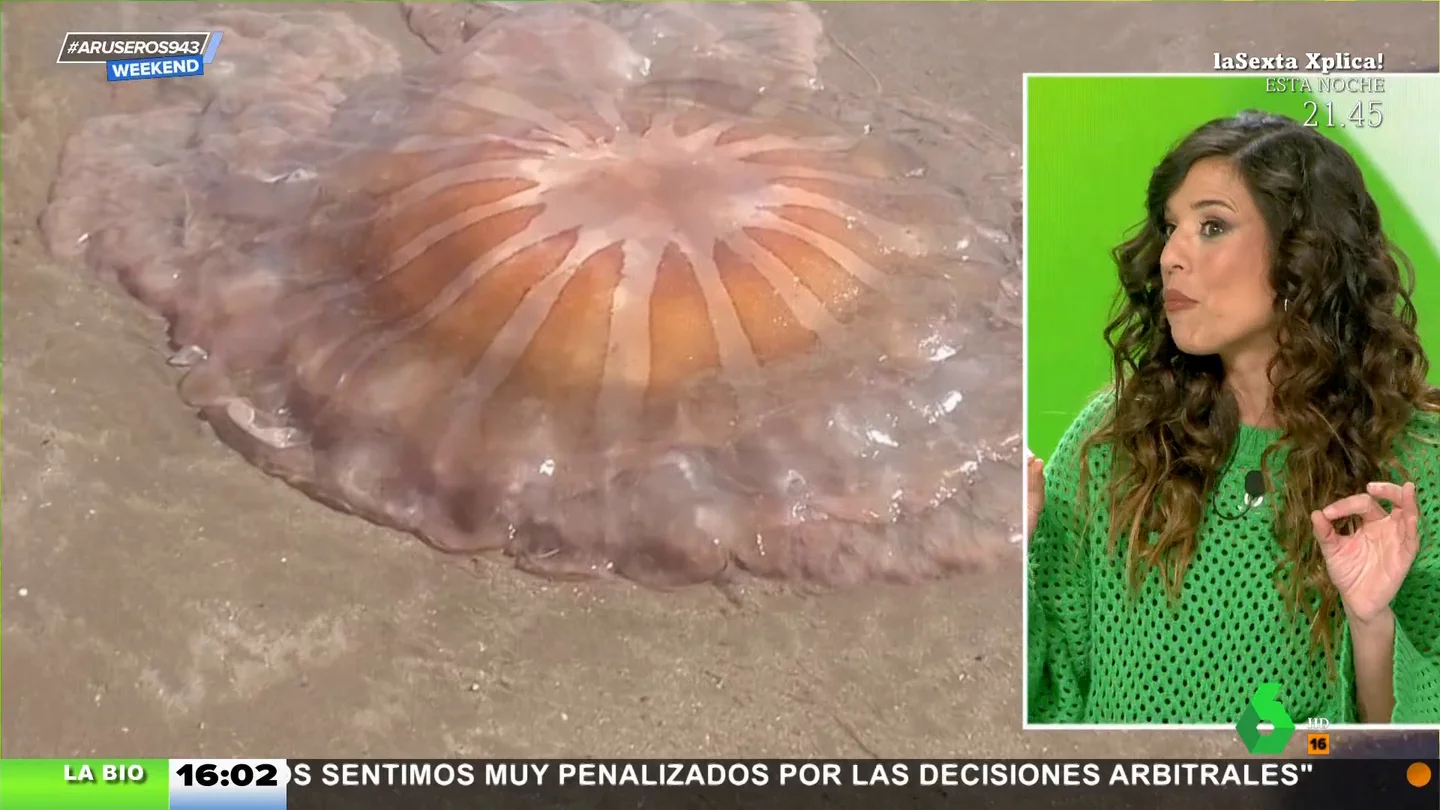 Una espectacular medusa de un metro de diámetro aparece en una playa Una espectacular medusa de un metro de diámetro aparece en una playa