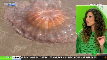 Una espectacular medusa de un metro de diámetro aparece en una playa 