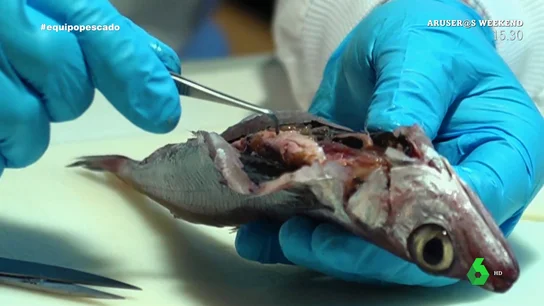 La advertencia de un catedrático sobre el consumo de pescado: "El anisakis estuvo, está y estará" La advertencia de un catedrático sobre el consumo de pescado: "El anisakis estuvo, está y estará"
