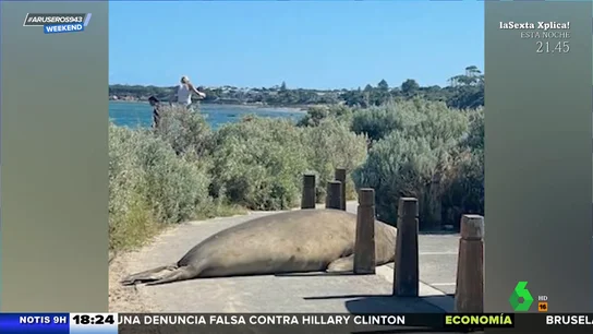 El susto de una foca gigante a unos bañistas en Australia El susto de una foca gigante a unos bañistas en Australia