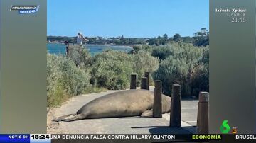 El susto de una foca gigante a unos bañistas en Australia
