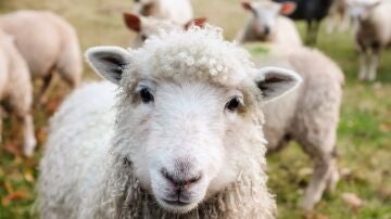 Una clara apuesta por la lana: crean el primer hilo ecológico 100% gallego