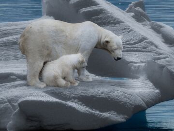 Los 5 mejores lugares del planeta para ver osos polares