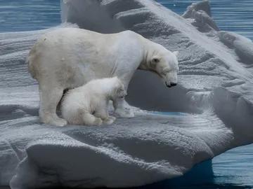 Los 5 mejores lugares del planeta para ver osos polares Los 5 mejores lugares del planeta para ver osos polares