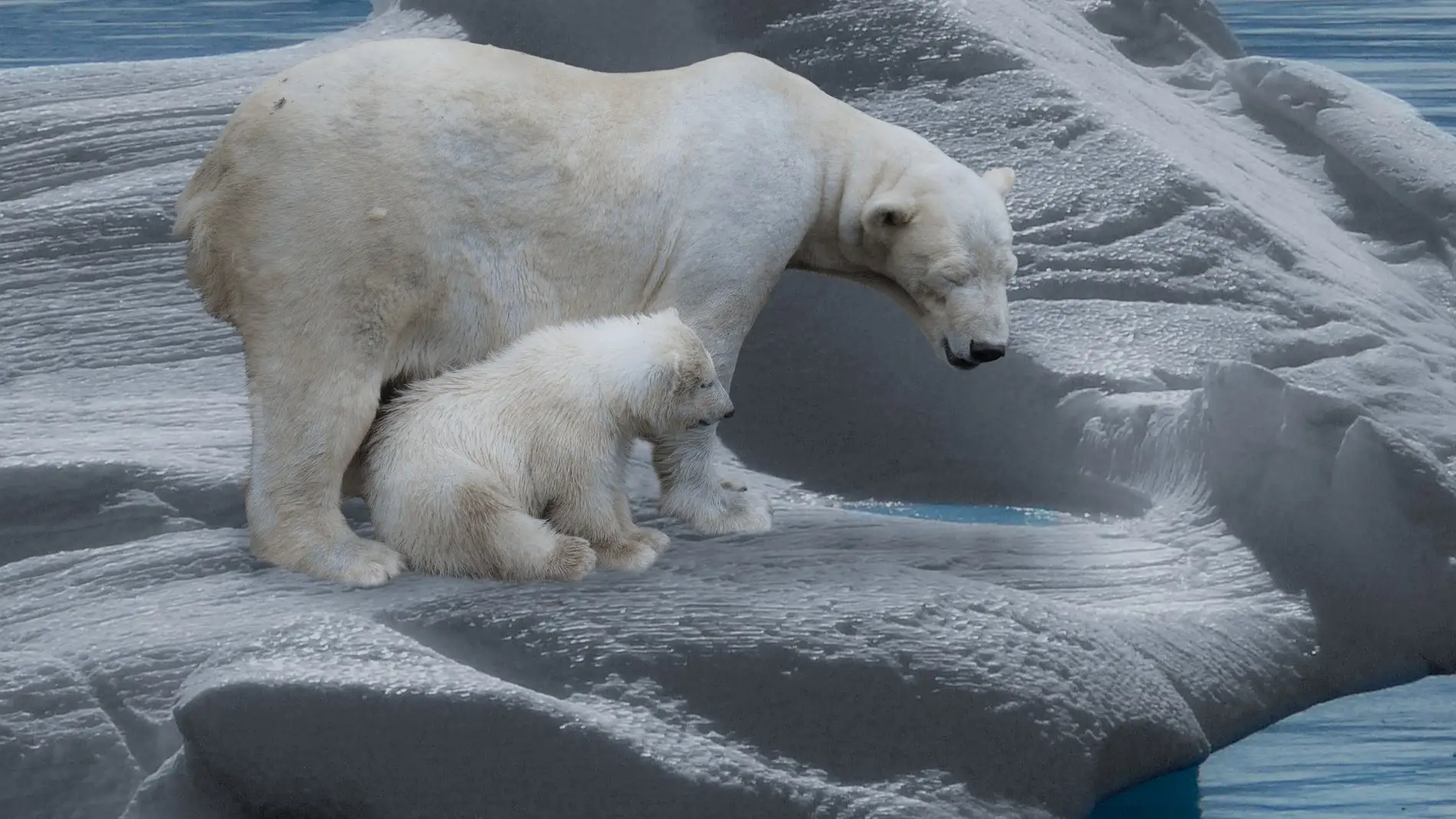 Los 5 mejores lugares del planeta para ver osos polares