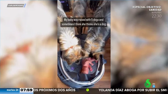 El curioso caso de la niña que se ha criado con cinco perros y se cree una más de la manada El curioso caso de la niña que se ha criado con cinco perros y se cree una más de la manada