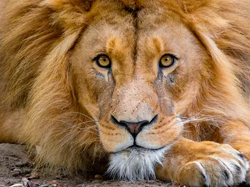 El declive de los grandes carnivoros se asocia al crecimiento economico El declive de los grandes carnivoros se asocia al crecimiento economico