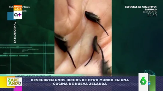 Estos son los bichos extraterrestres que una familia encontró en su cocina de Nueva Zelanda Estos son los bichos extraterrestres que una familia encontró en su cocina de Nueva Zelanda