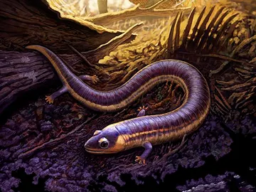 El fosil mas antiguo de una cecilia aclara el origen de los anfibios actuales El fosil mas antiguo de una cecilia aclara el origen de los anfibios actuales