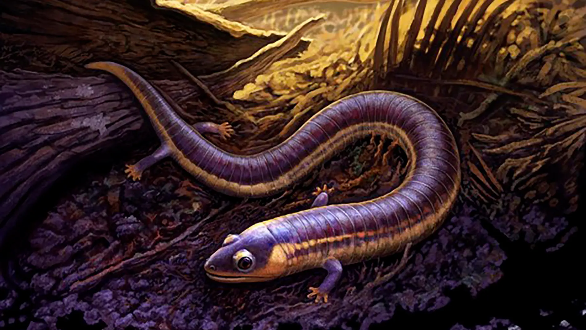 El fosil mas antiguo de una cecilia aclara el origen de los anfibios actuales