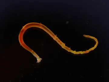 Una larva Una larva
