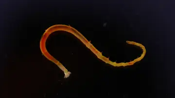 El secreto evolutivo que esconde una larva