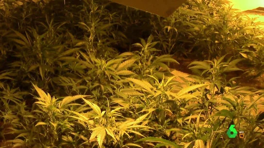 Plantas de marihuana Plantas de marihuana