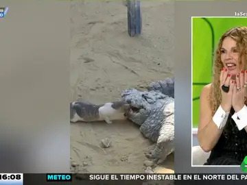La impactante imagen de un gato metiéndose en la boca de un cocodrilo para robarle un trozo de carne