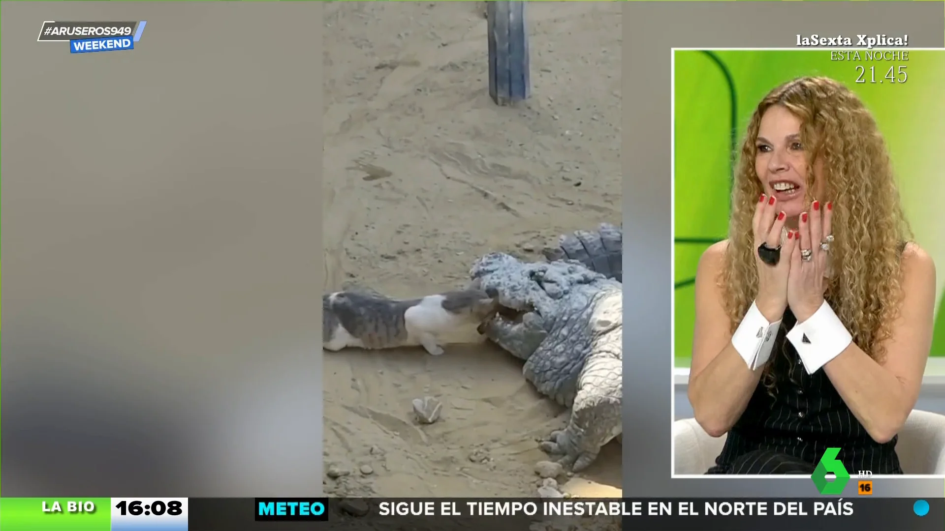 La impactante imagen de un gato metiéndose en la boca de un cocodrilo para robarle un trozo de carne