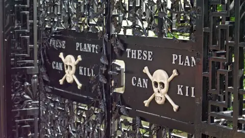 Alnwick Poison Garden, el jardín más peligroso del mundo, está en Inglaterra Alnwick Poison Garden, el jardín más peligroso del mundo, está en Inglaterra