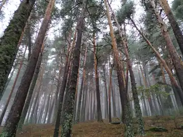Bosque mediterráneo Bosque mediterráneo