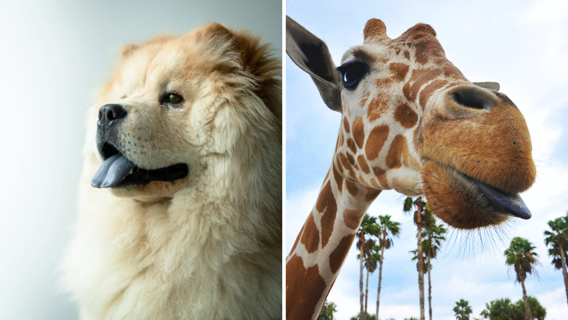 ¿Por qué las jirafas (y otros animales) tienen la lengua azul?