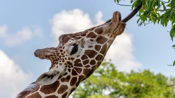 Una jirafa alcanzando las plantas de un árbol con su lengua