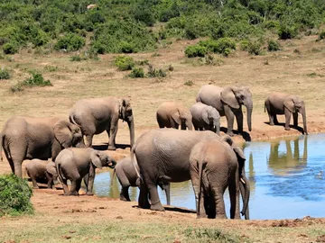 elefantes-africanos elefantes-africanos